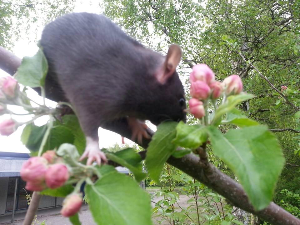 Tamrotte Baby Black Bear billede 11