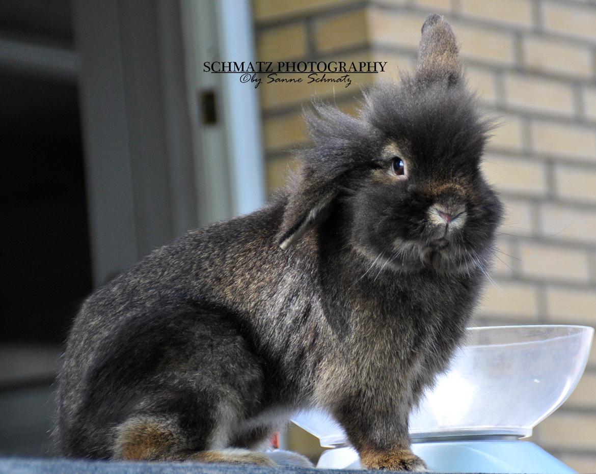 Kanin |Kaninbandens Donkey aka. Hippien - Foto: Schmatz Photography billede 11