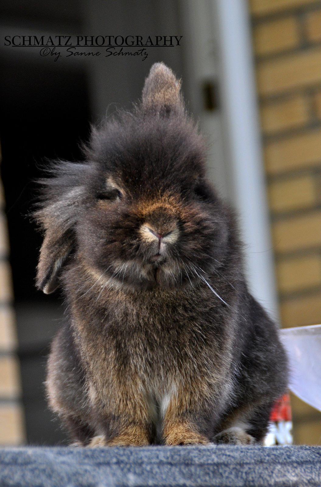 Kanin |Kaninbandens Donkey aka. Hippien - Foto: Schmatz Photography billede 1
