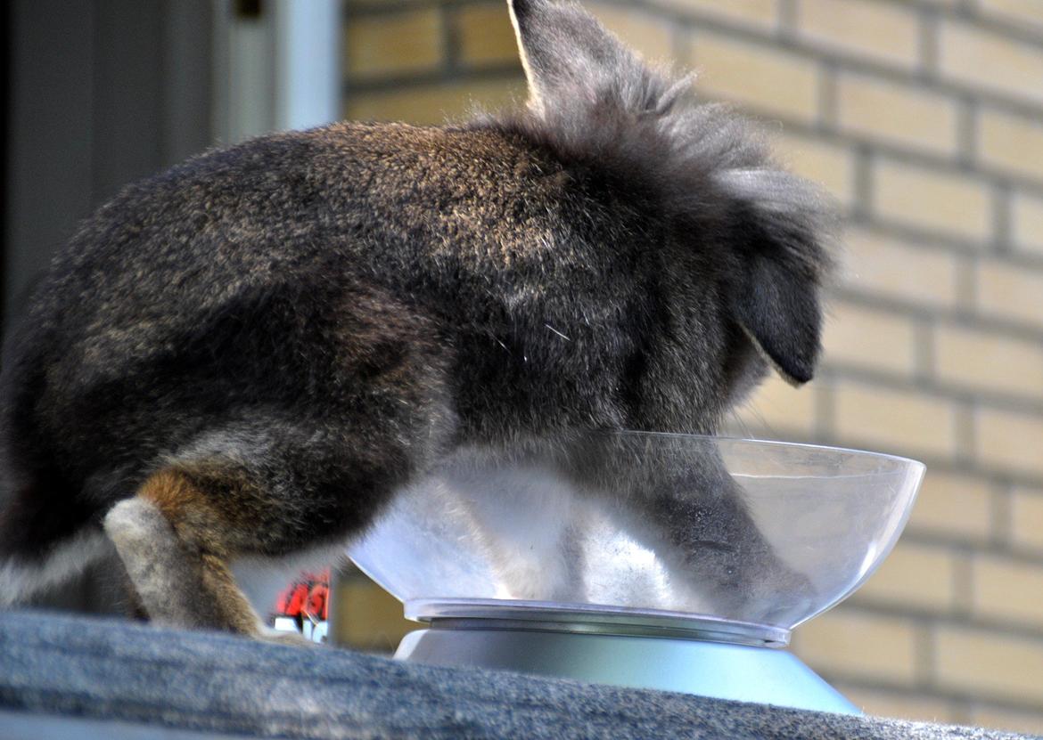 Kanin |Kaninbandens Donkey aka. Hippien - Foto: Schmatz Photography billede 18