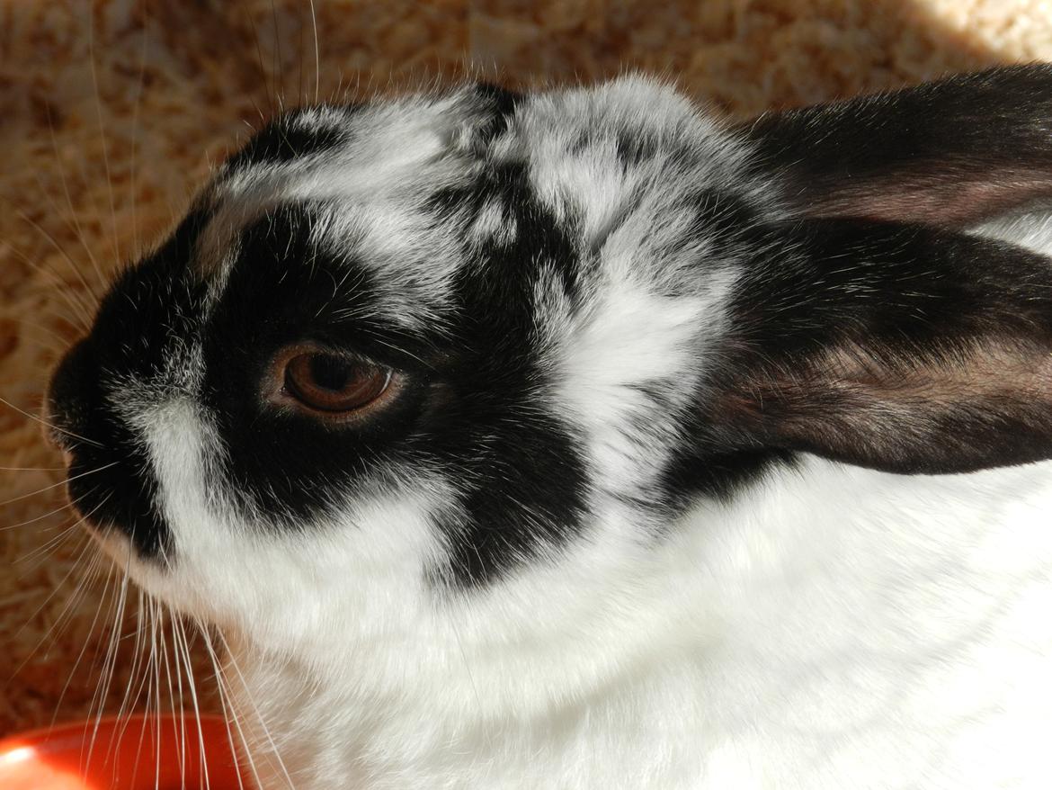 Kanin Freja - 2 år gammel nu - Og mere løvehoved end hermelin ;-) billede 1