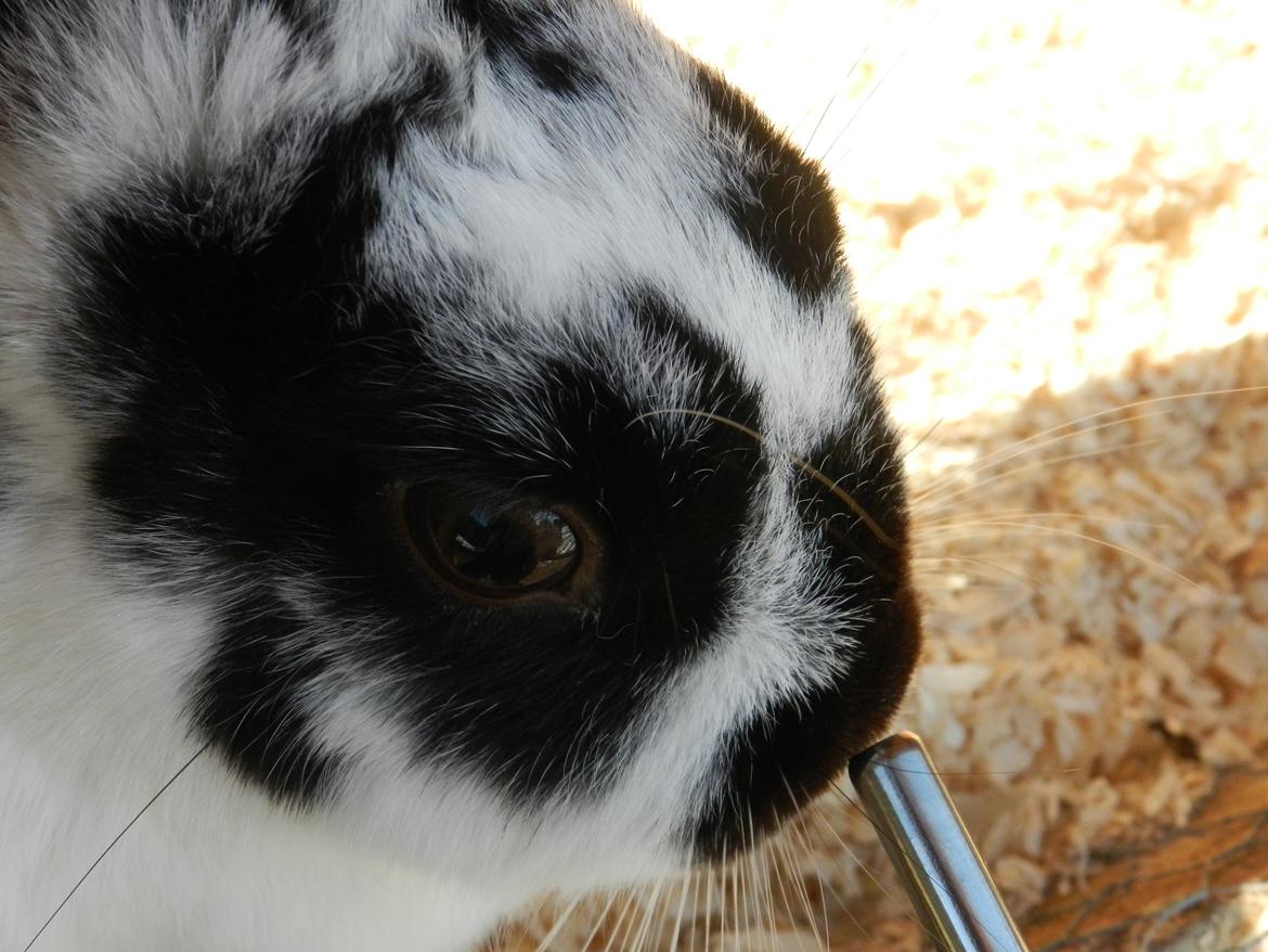 Kanin Freja billede 4