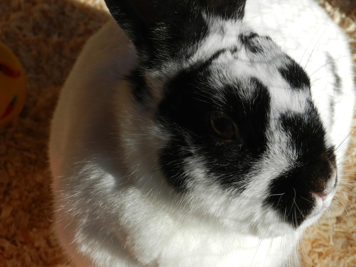 Kanin Freja billede 2