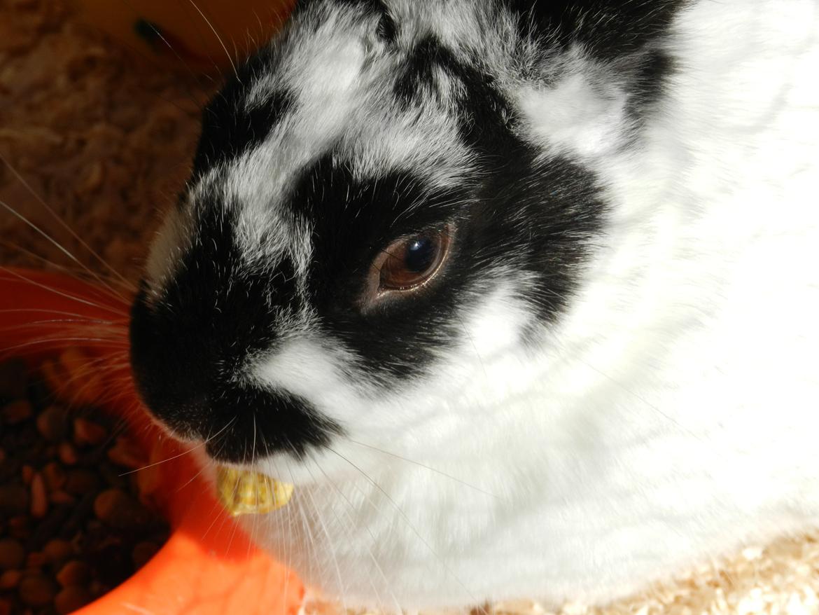 Kanin Freja billede 3