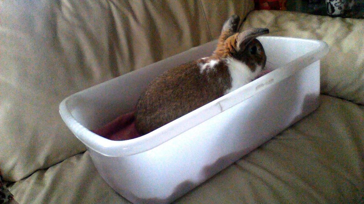 Kanin Bimse billede 1