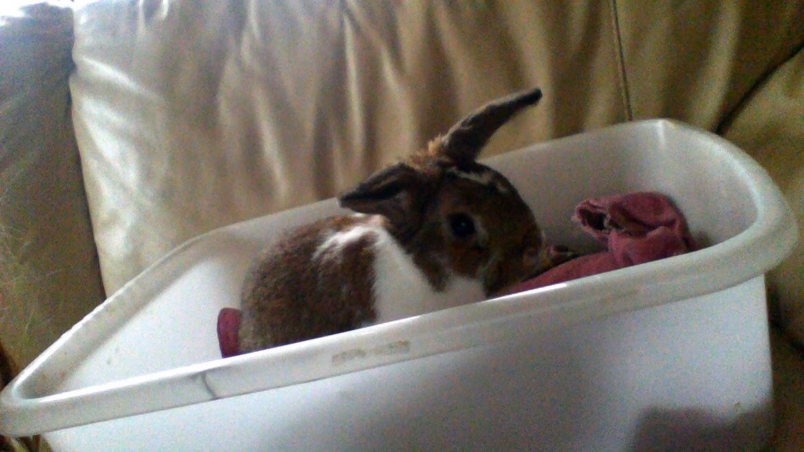 Kanin Bimse billede 2