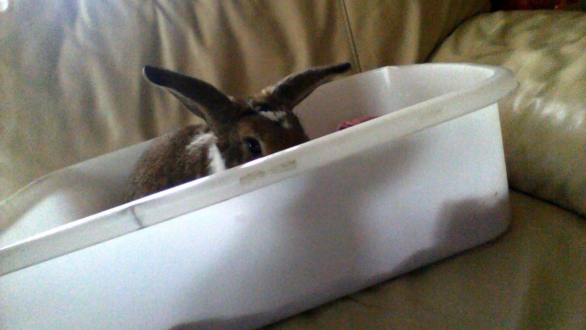 Kanin Bimse billede 3