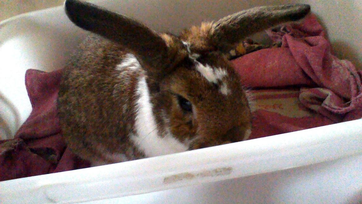 Kanin Bimse billede 4