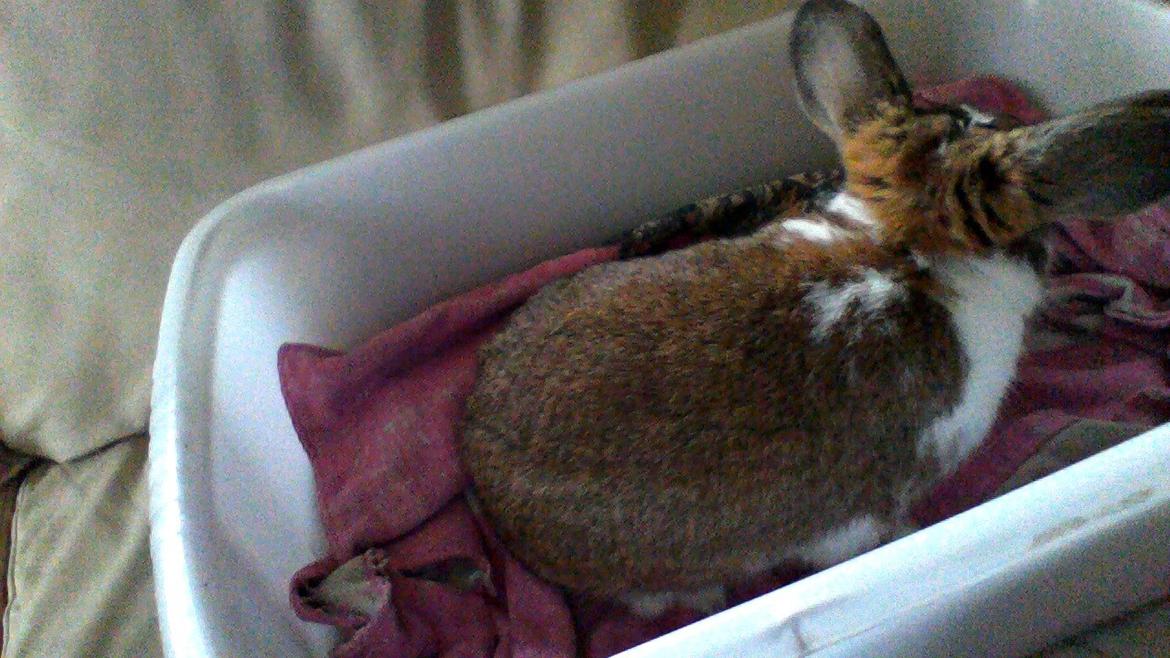 Kanin Bimse billede 5