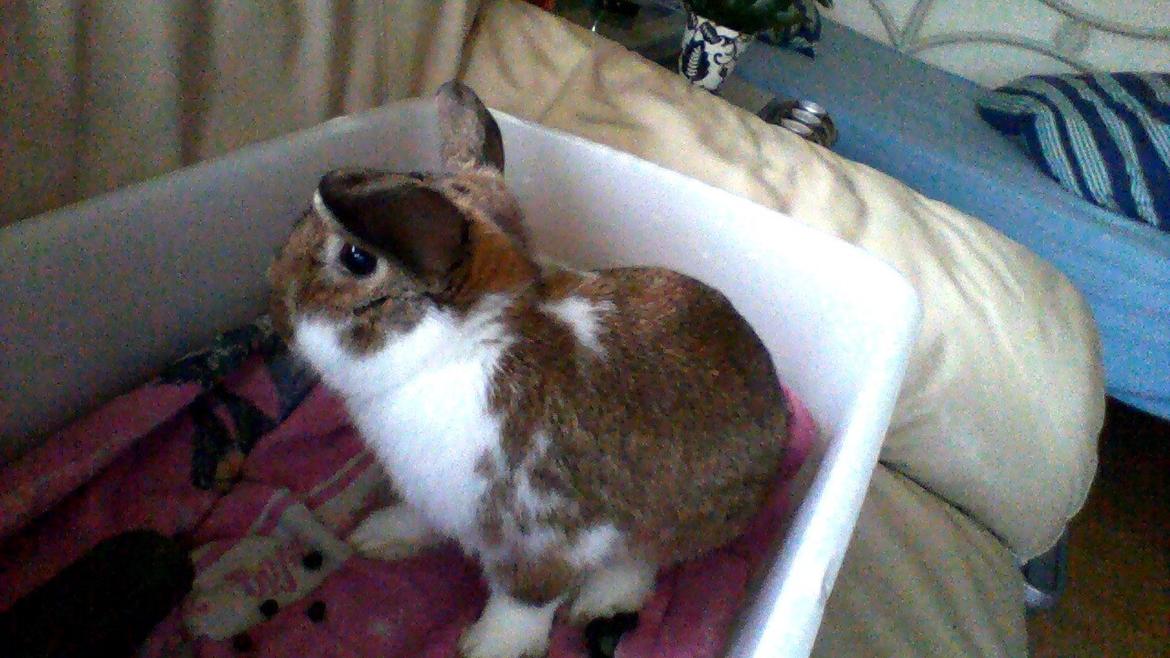 Kanin Bimse billede 6