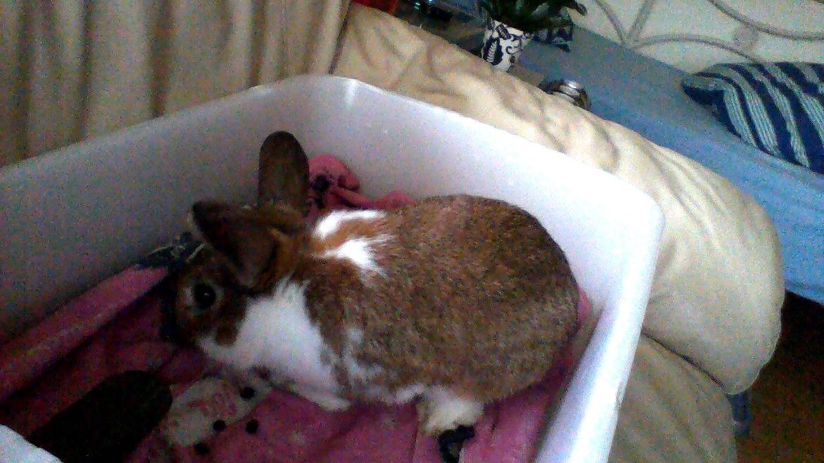 Kanin Bimse billede 7