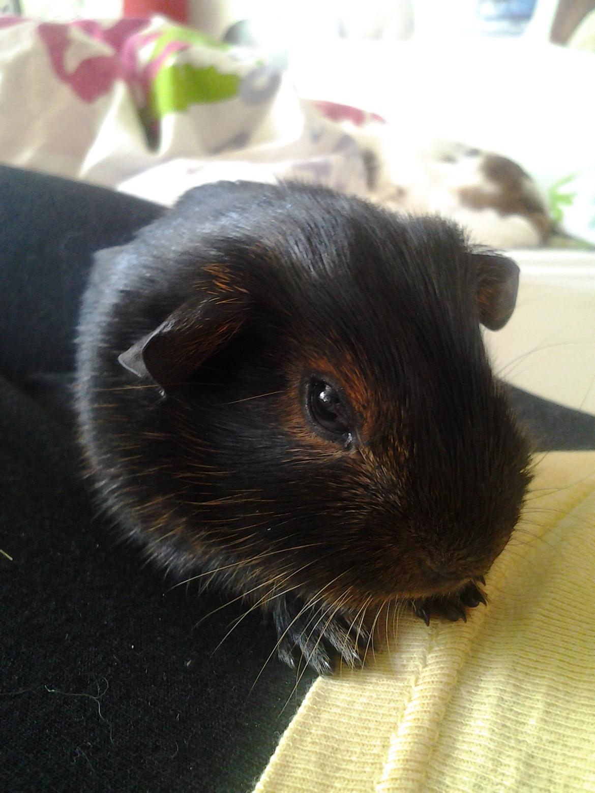 Marsvin Dumbo aka. Nutella - Velkommen! Dumbo aka. Nutella <3 
Her, omkring 1 dag gammel. billede 1