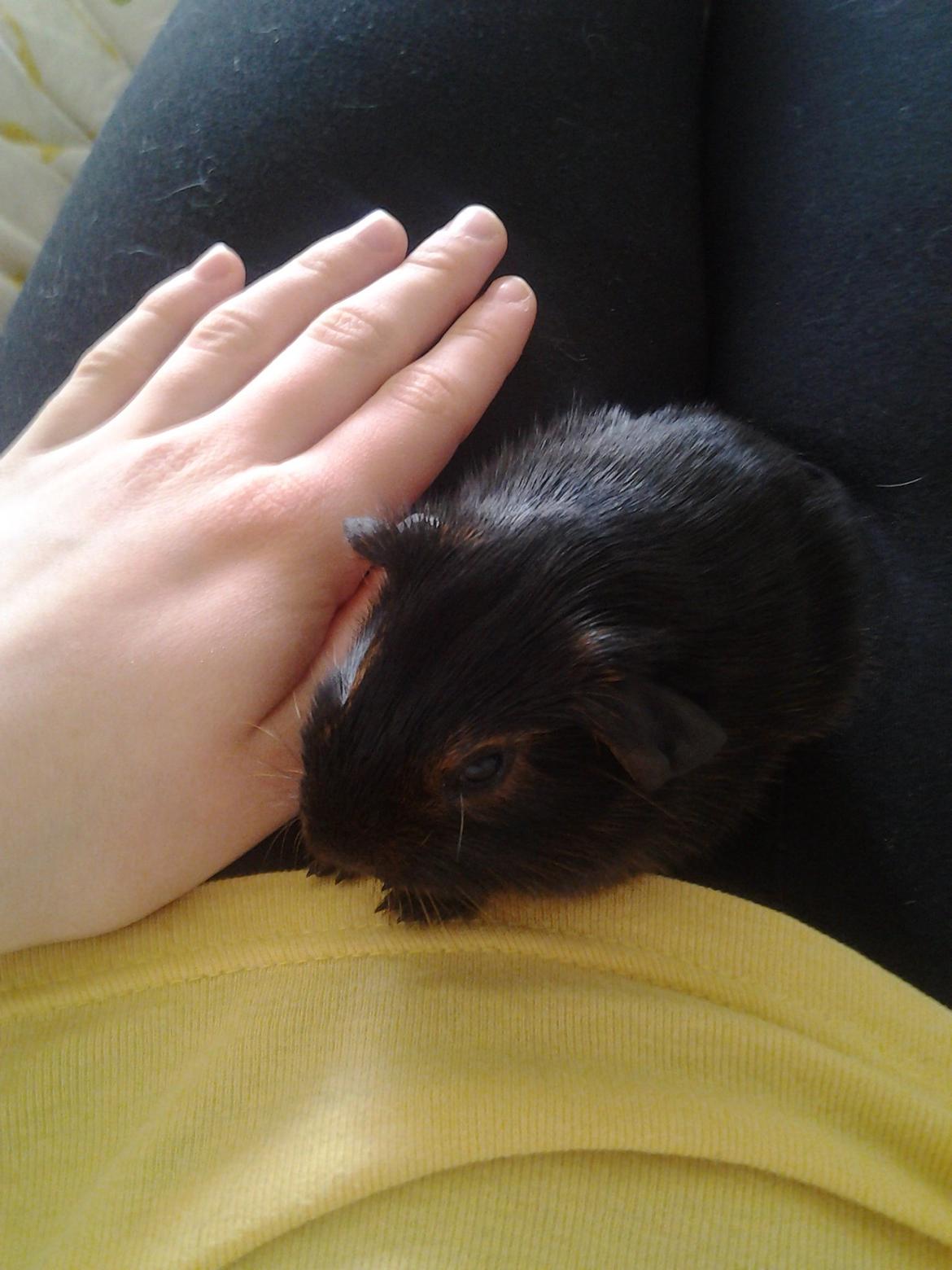 Marsvin Dumbo aka. Nutella - Så stor (eller lille) er hun. billede 2