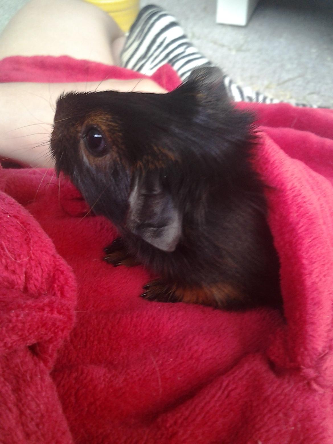 Marsvin Dumbo aka. Nutella - Hun kunne være i min morgenkåbe-lomme :-) billede 3