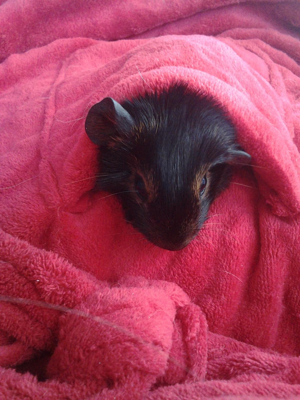 Marsvin Dumbo aka. Nutella billede 4