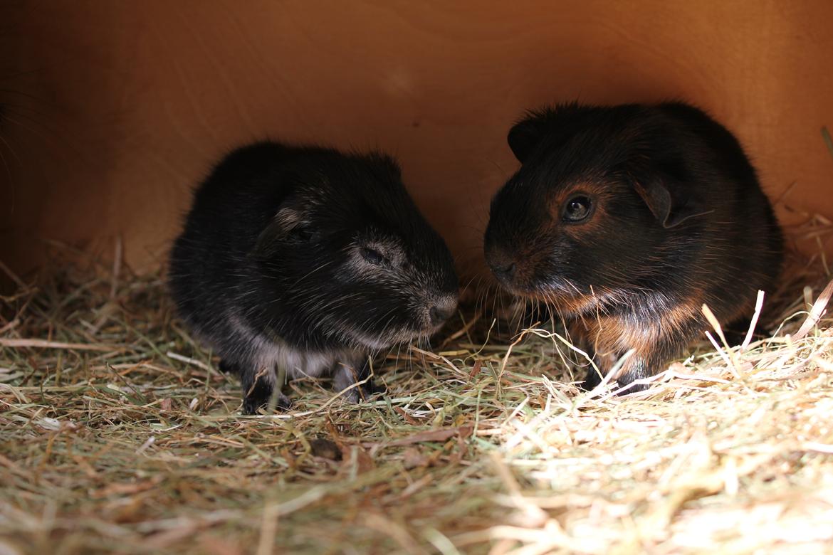 Marsvin Dumbo aka. Nutella - Her sammen med sin bror. billede 5