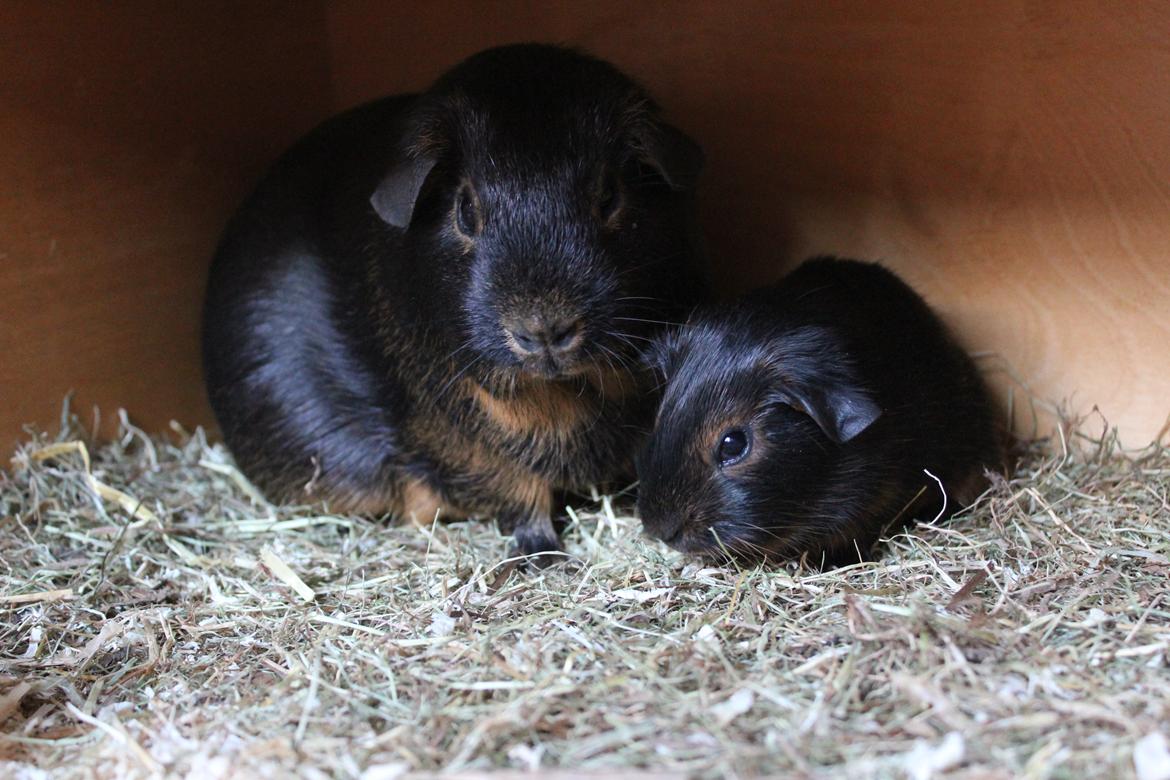 Marsvin Dumbo aka. Nutella - Og sin mor. billede 6