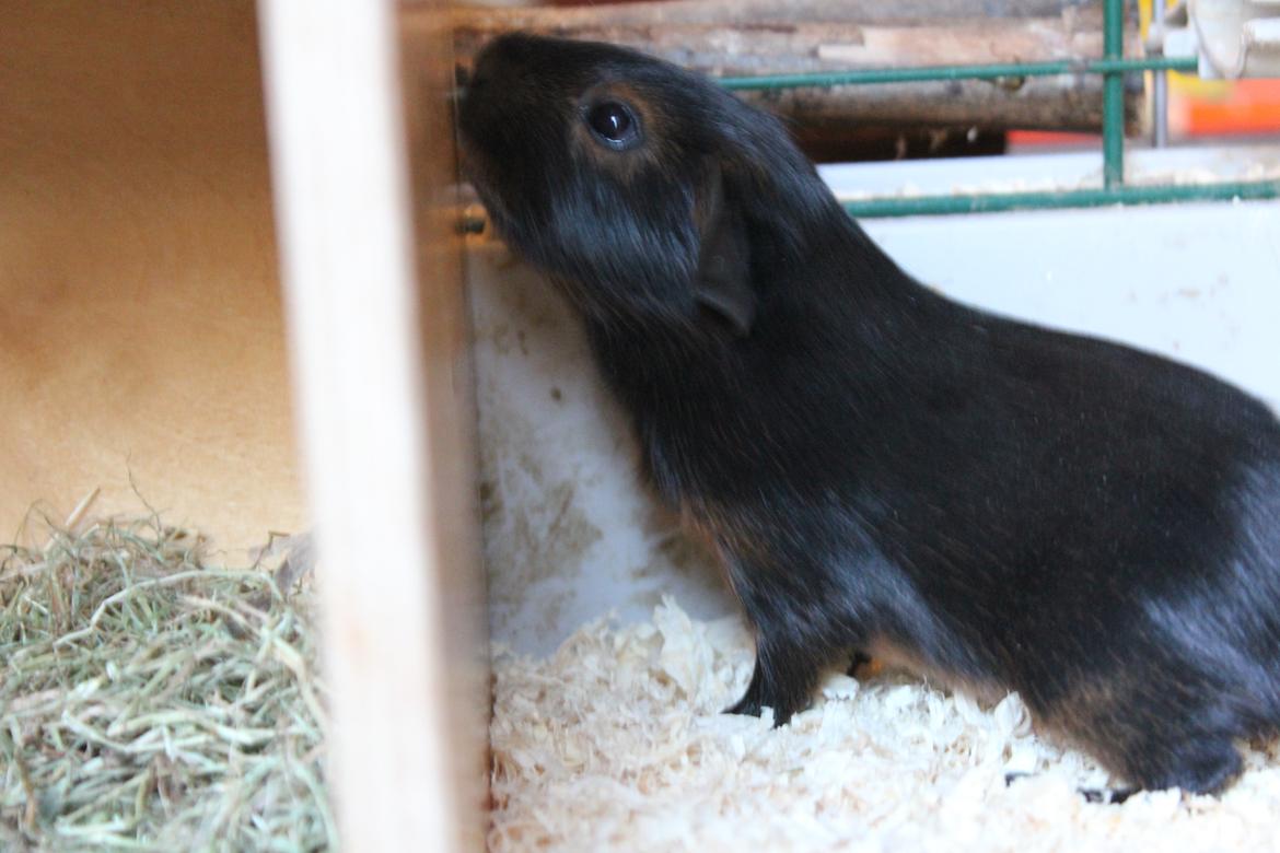 Marsvin Dumbo aka. Nutella billede 7