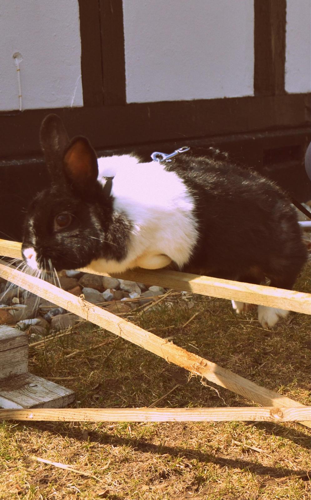 Kanin KOWO billede 16