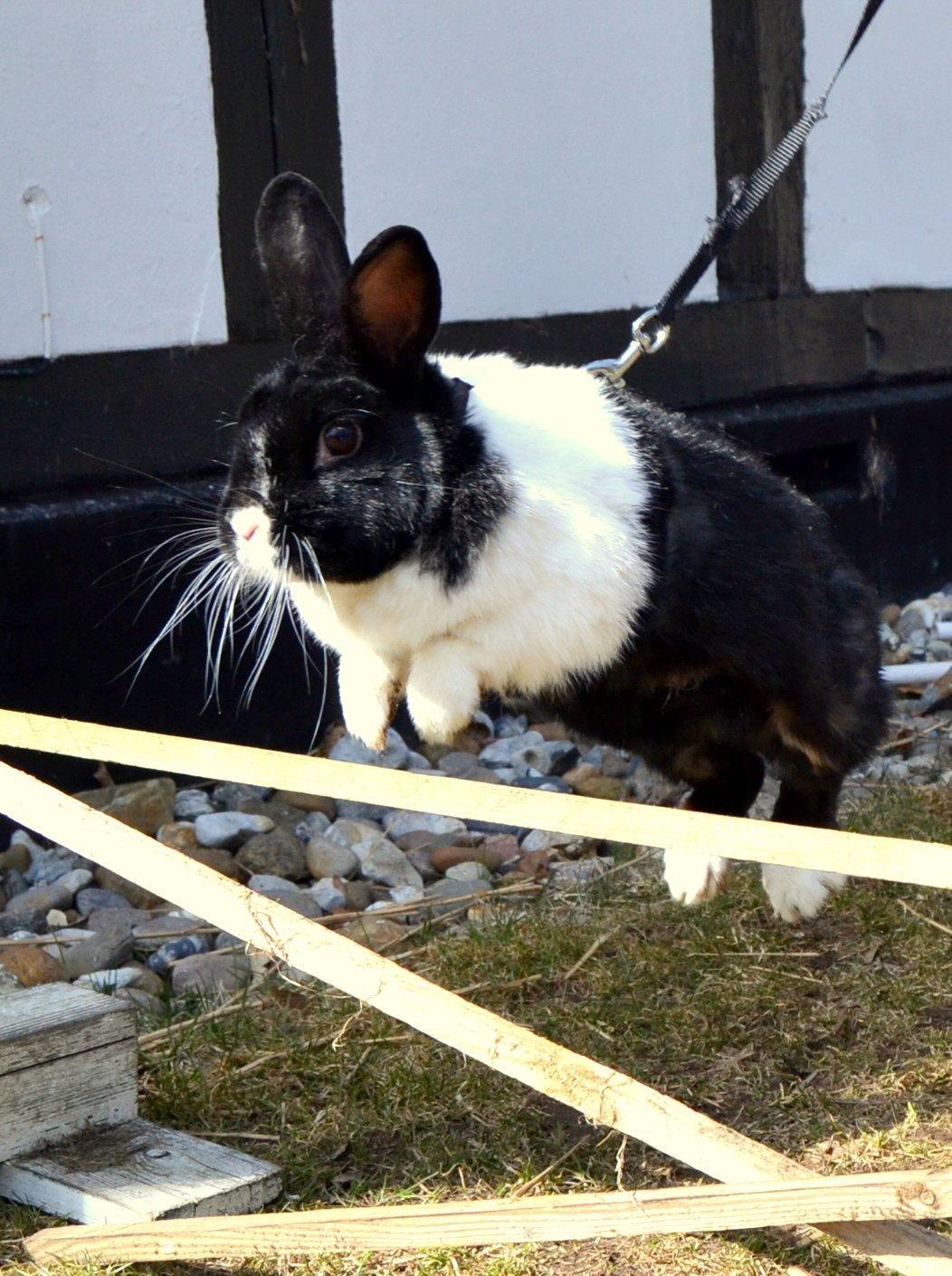 Kanin KOWO billede 17