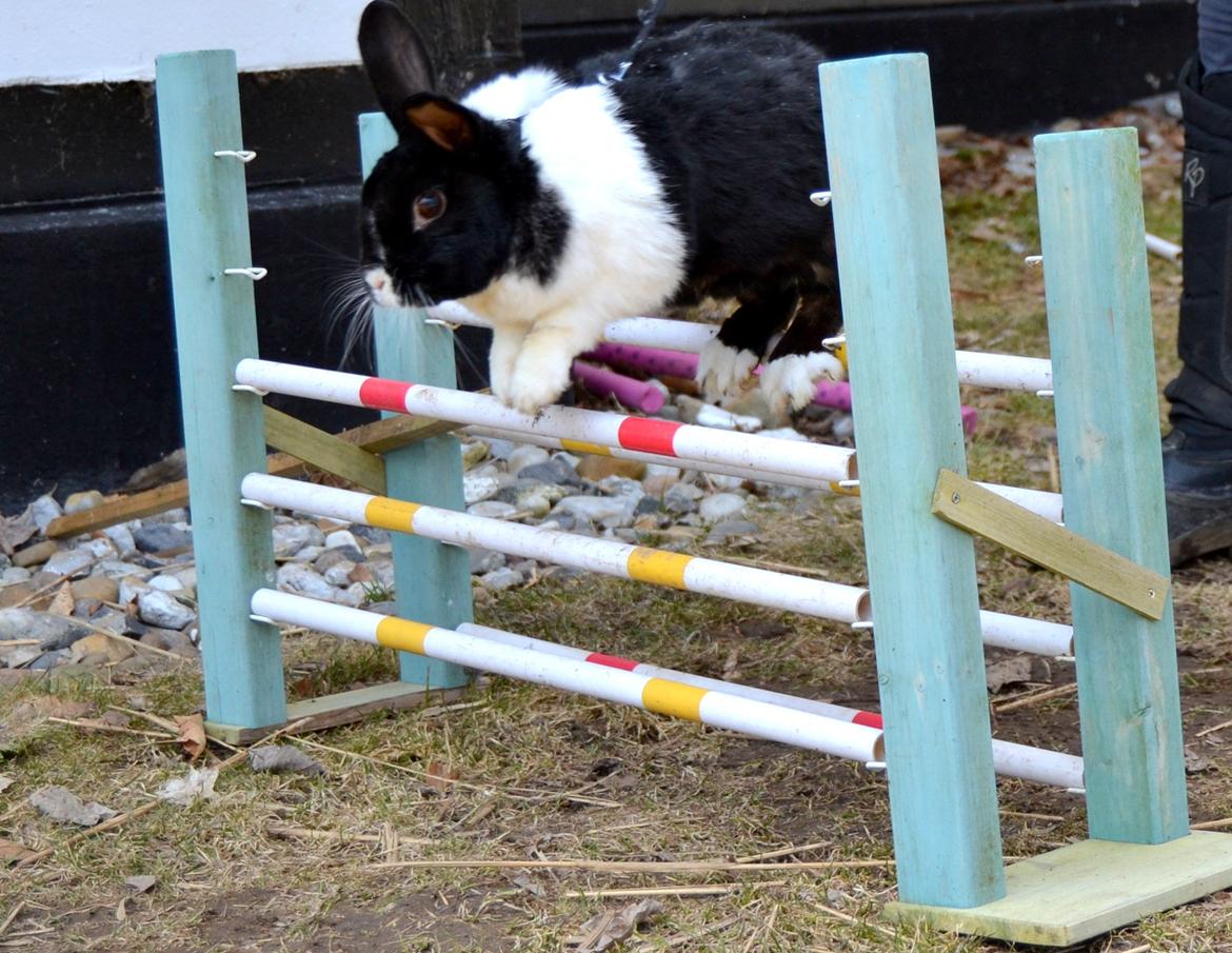 Kanin KOWO billede 18