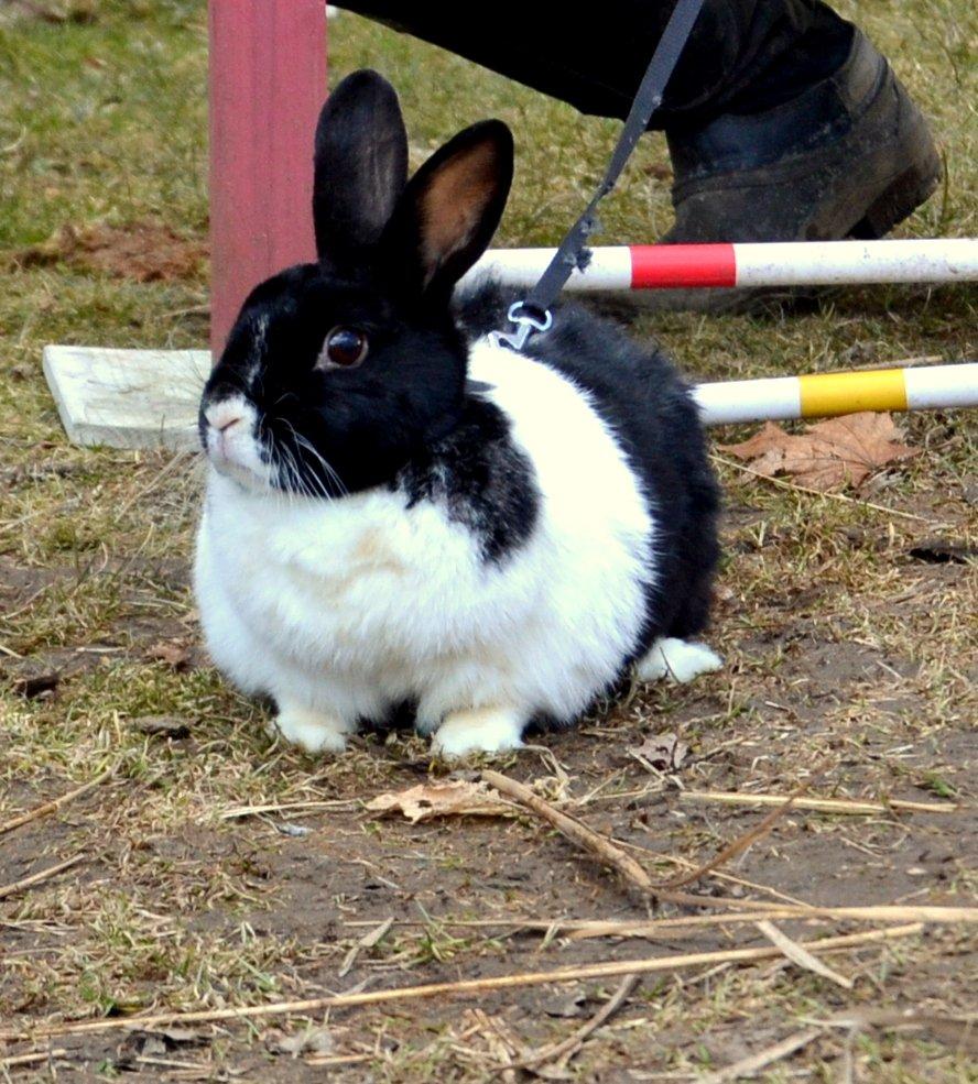 Kanin KOWO billede 1