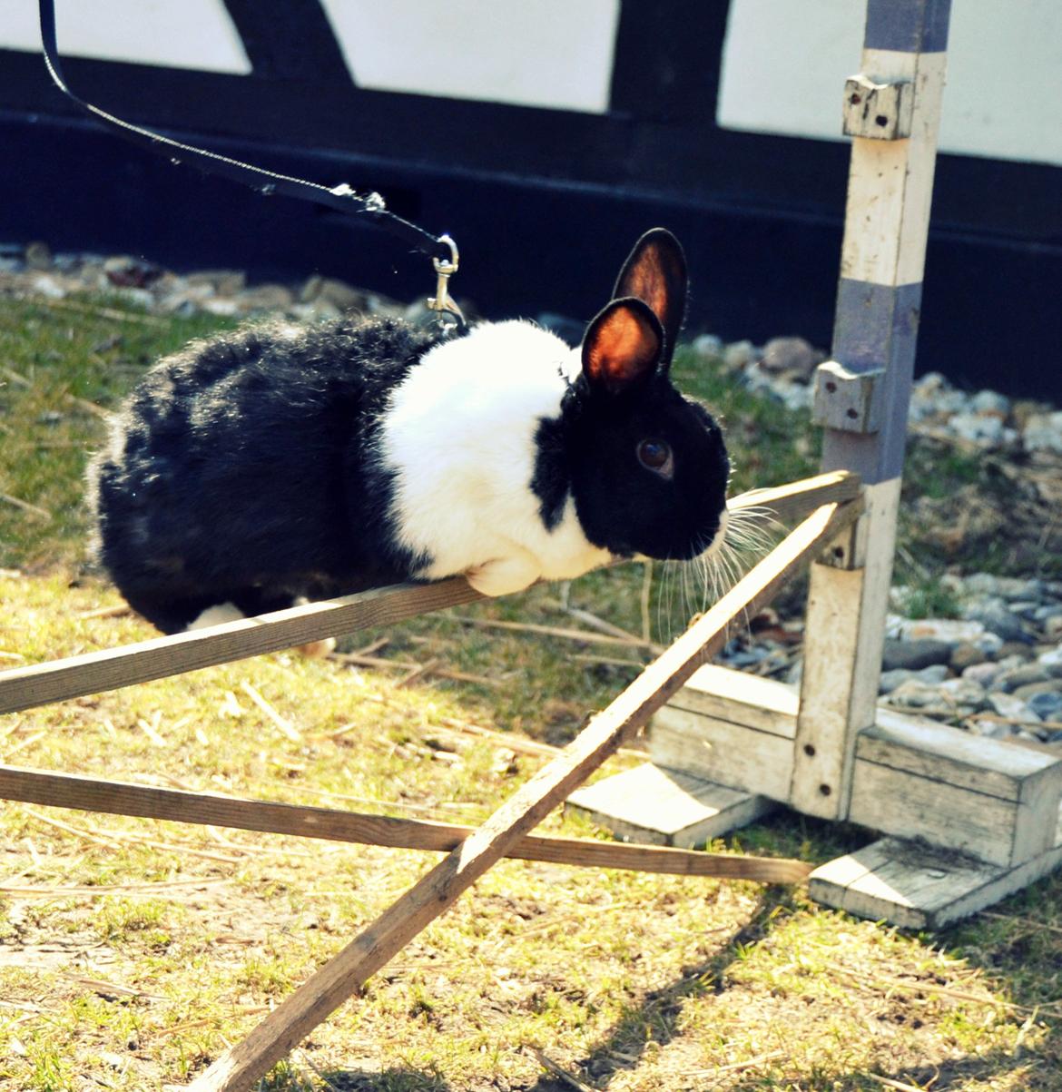 Kanin KOWO billede 19