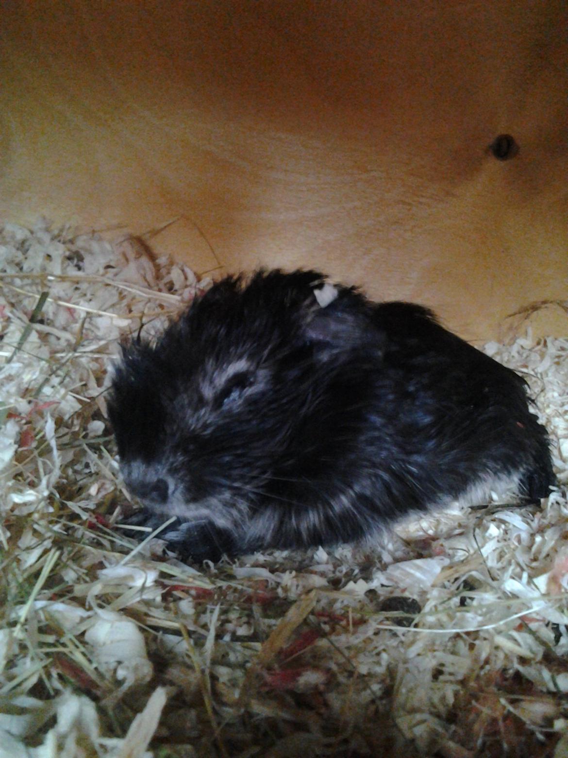 Marsvin Sammy - Velkommen!
Sammy- her helt nyfødt og vasket :-) billede 1