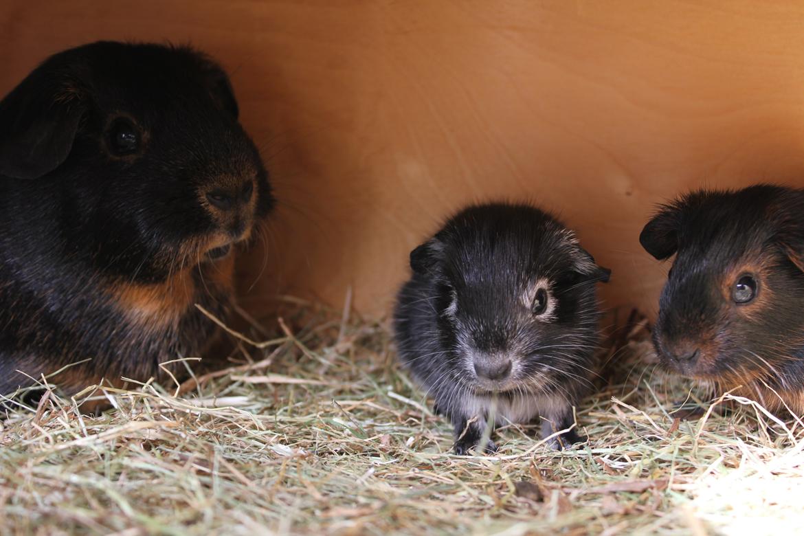 Marsvin Sammy billede 3