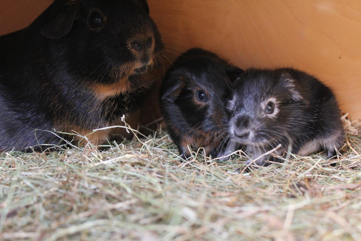 Marsvin Sammy billede 4