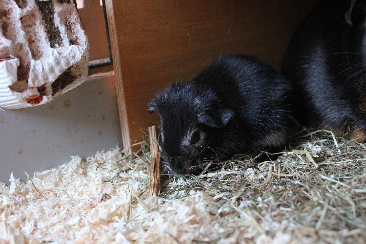 Marsvin Sammy billede 5