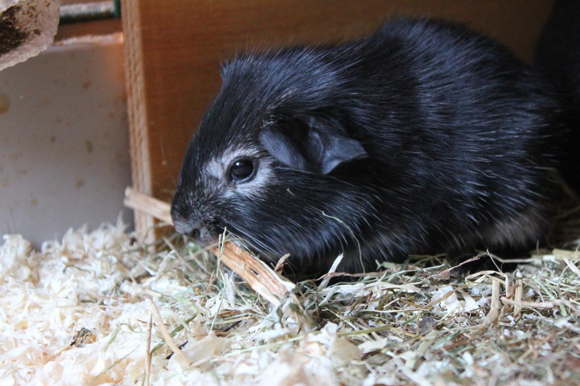 Marsvin Sammy billede 6