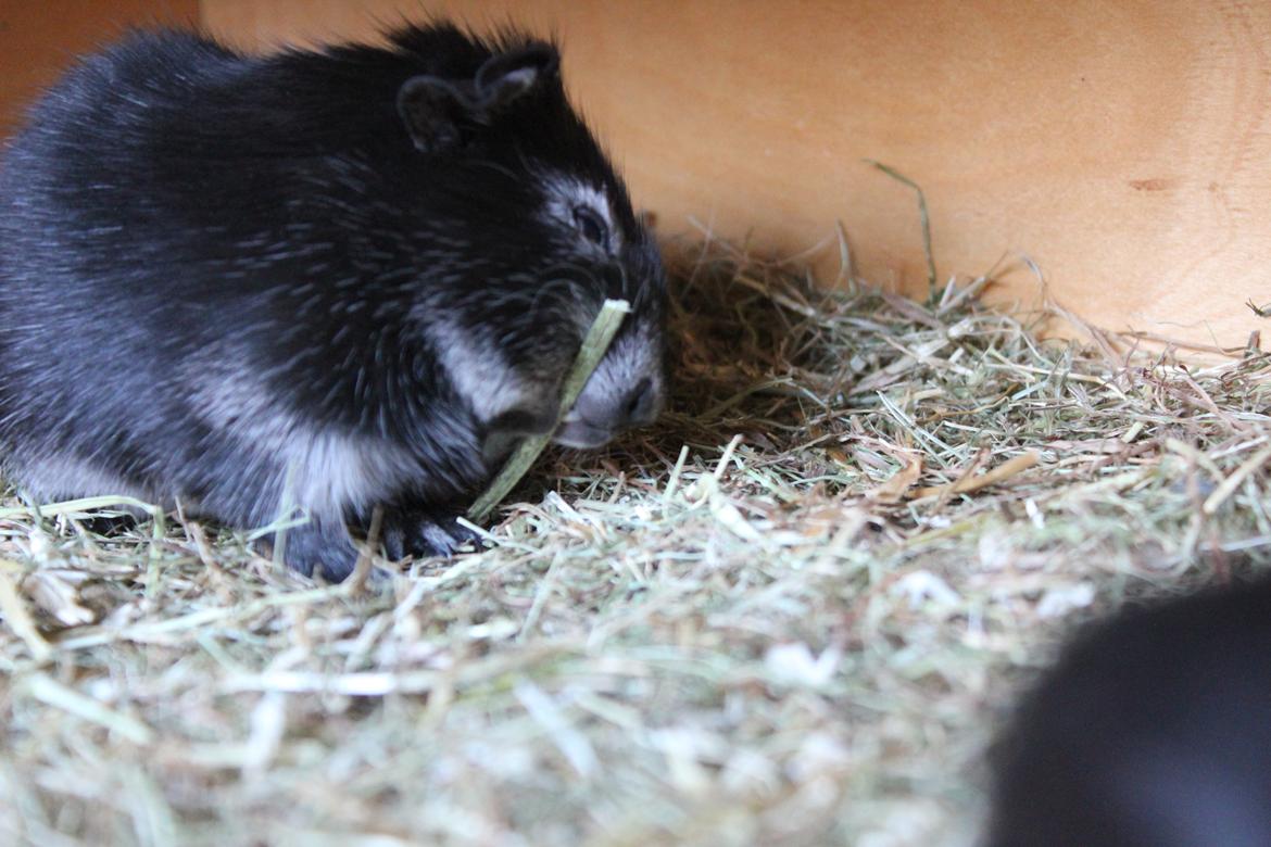 Marsvin Sammy billede 7