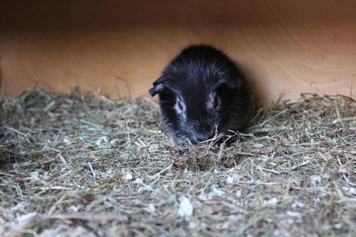 Marsvin Sammy billede 8