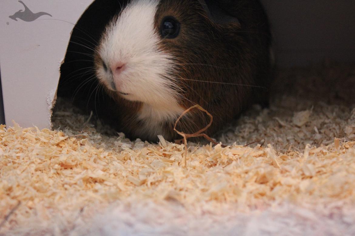 Marsvin Valnød billede 2