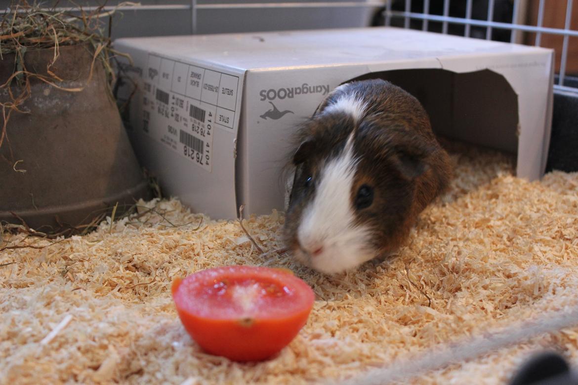 Marsvin Valnød billede 4