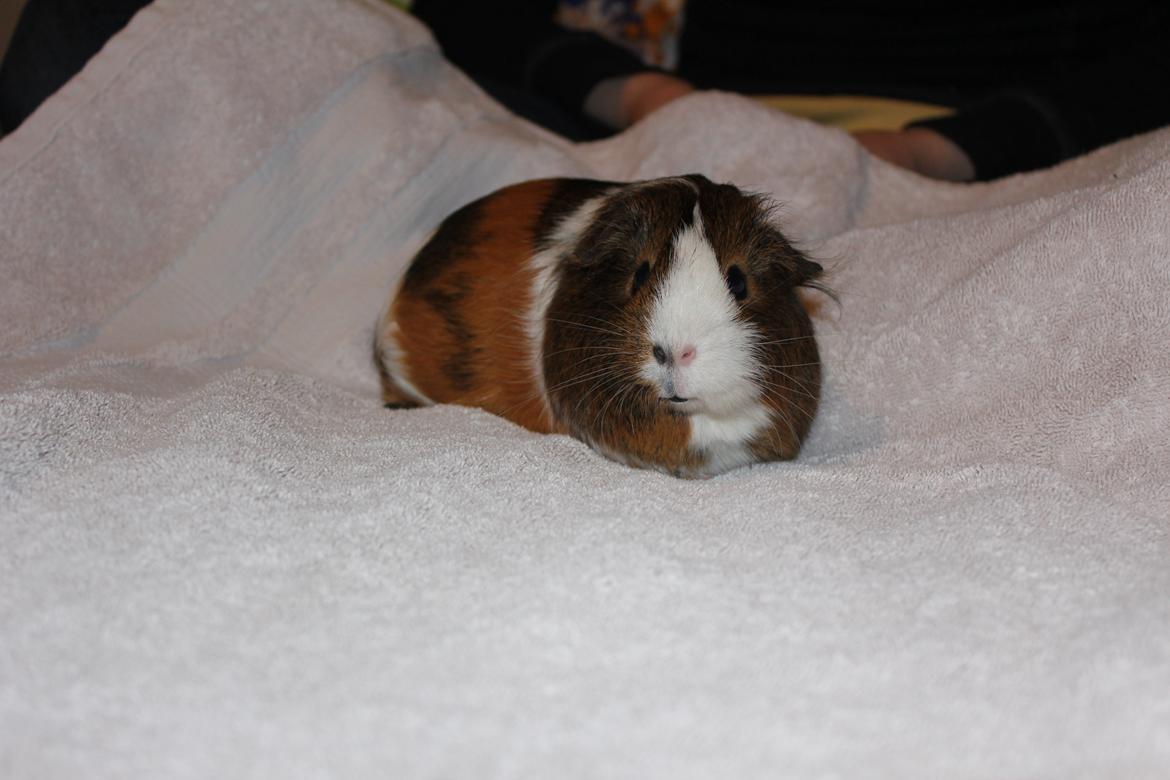 Marsvin Valnød billede 1