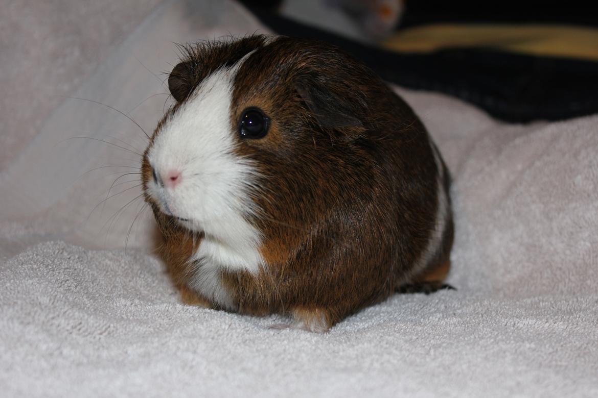 Marsvin Valnød billede 6