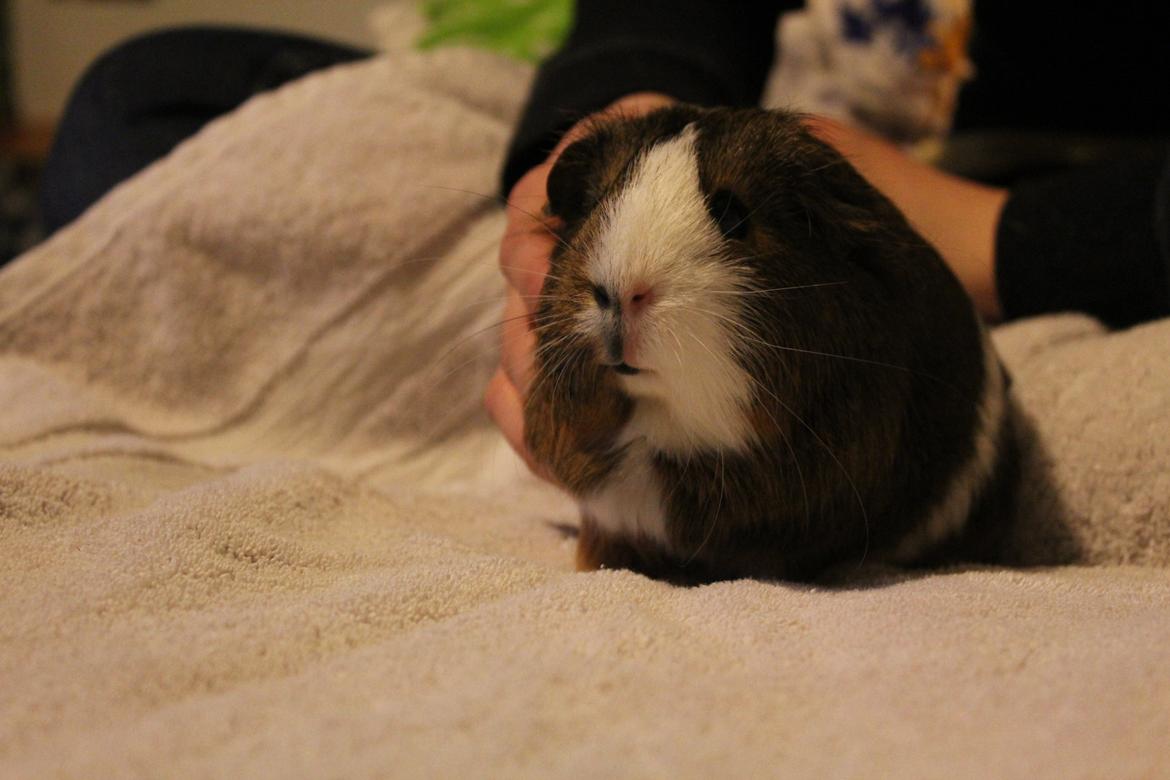 Marsvin Valnød billede 5