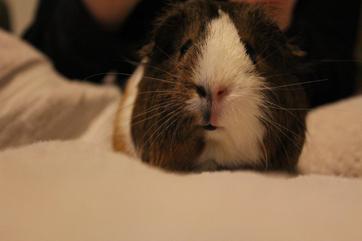 Marsvin Valnød billede 3