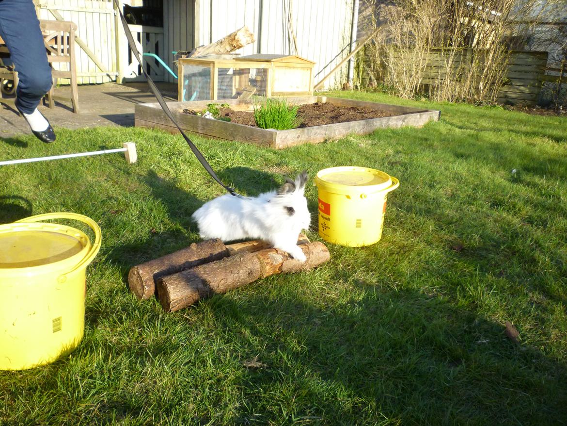 Kanin Snebold - det her er en af de første gange vi springer <3 billede 1
