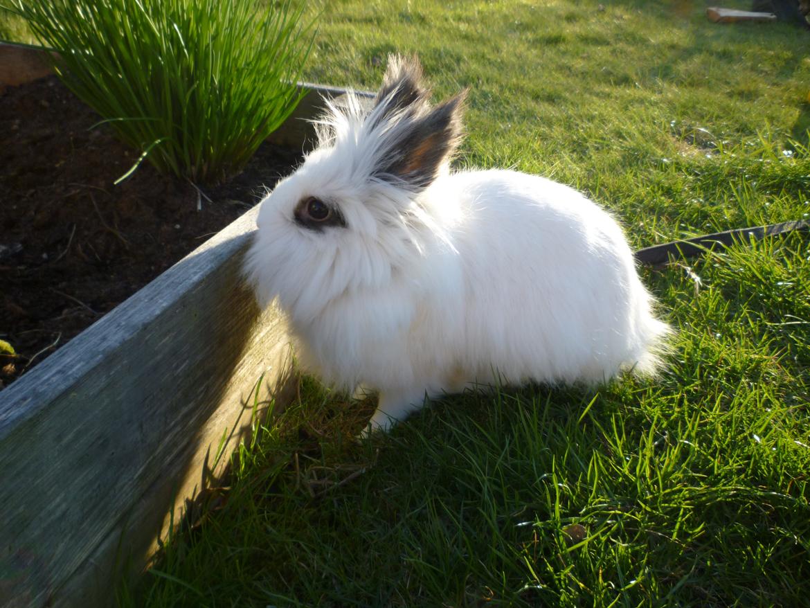 Kanin Snebold - Snebold elsker vores blomsterbed <3 billede 2