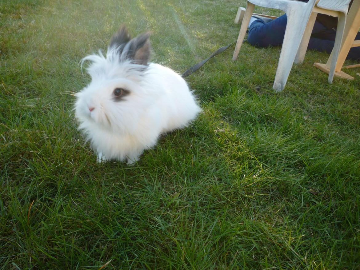 Kanin Snebold - Snebold på græs <3 billede 3