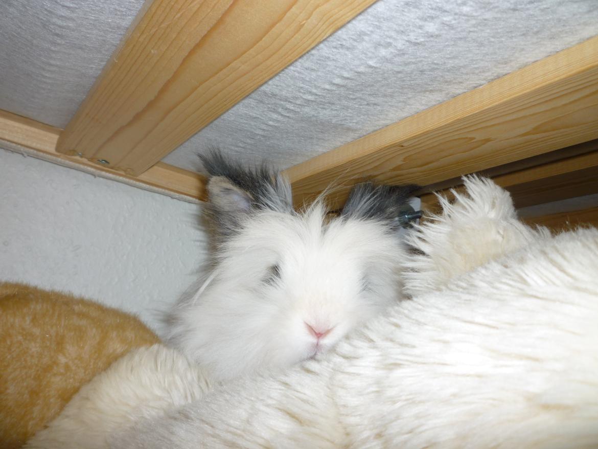 Kanin Snebold - Snebold elsker og gemme sig i mine bamser <3 billede 4