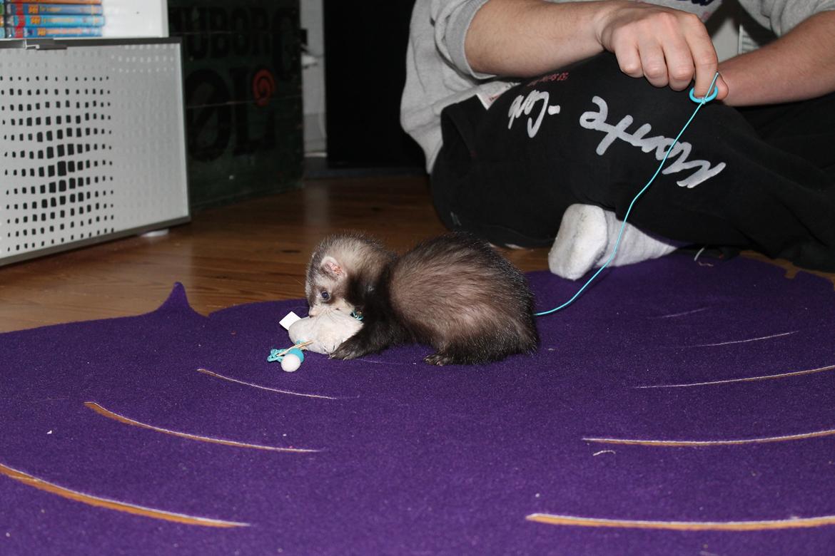 Ilder Tarzan billede 4