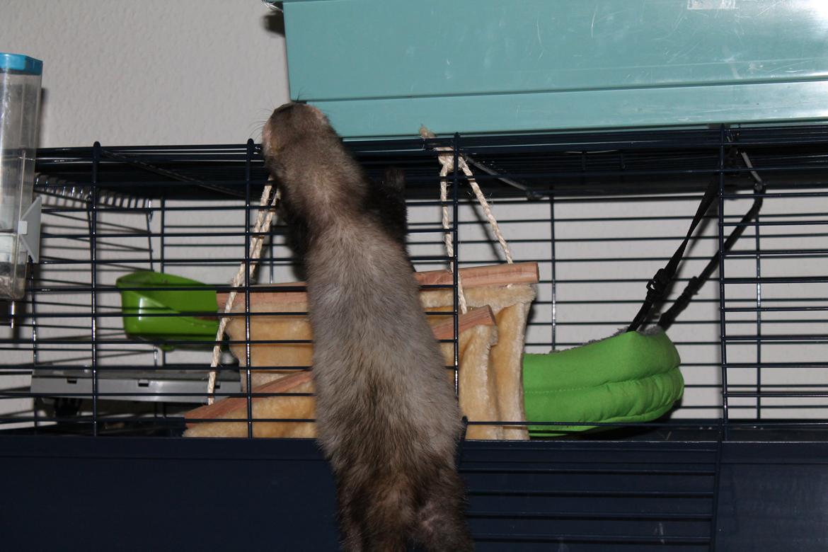 Ilder Batman billede 3