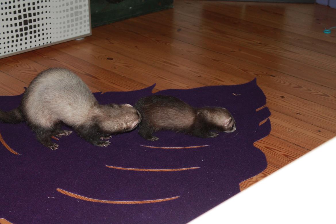 Ilder Batman billede 4