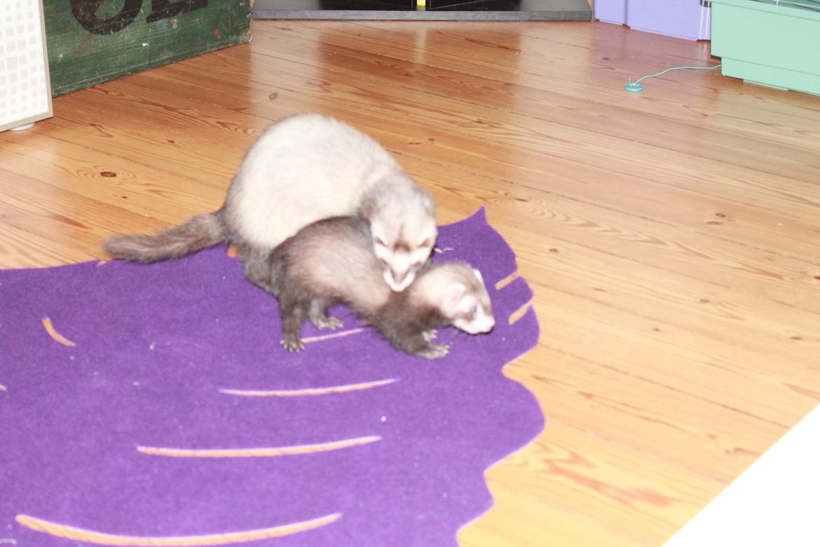 Ilder Batman billede 5