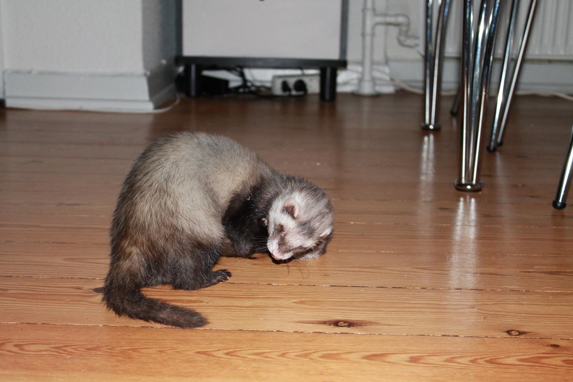 Ilder Batman billede 6