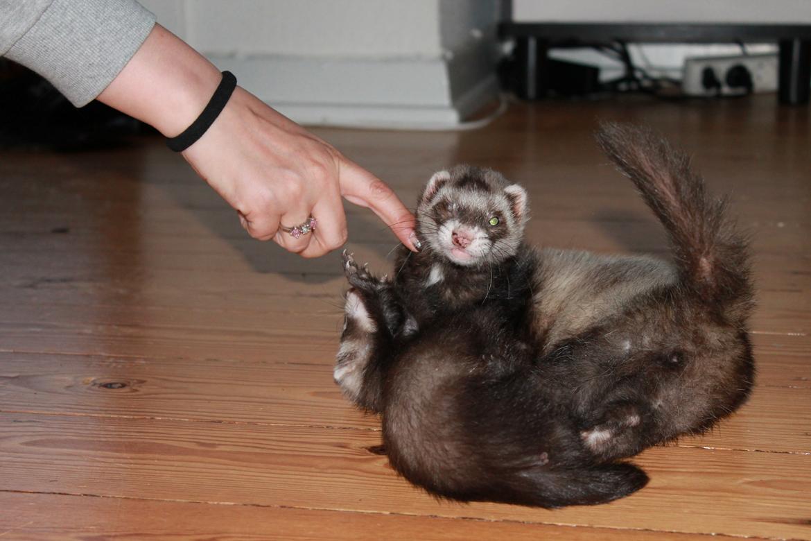 Ilder Batman billede 1